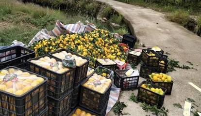 制止早采、杜绝染色，共同守护赣南脐橙的金字招牌