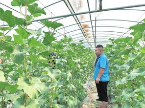 兰考普惠授信户户全覆盖 从初级农产品到全国样本的乡村振兴之路