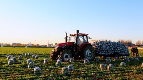 拼多多12.12全民真香节 以“重补”为笔，描绘品质农货与增值新图景