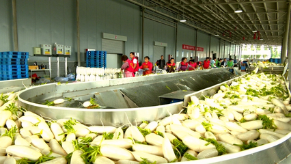 金凤区良田镇 温棚产业托起村民致富梦