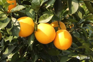 信丰脐橙开采在即！最全采摘点、路线、价格及日用百货攻略